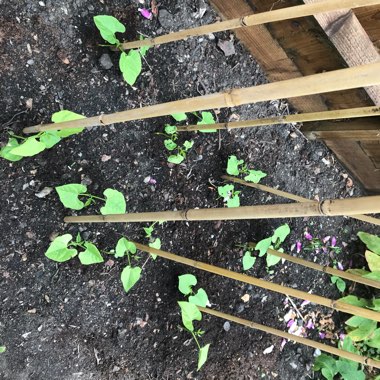 Runner Bean 'Hestia' (Dwarf)