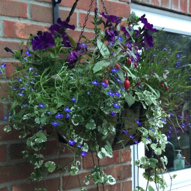Hannah's garden