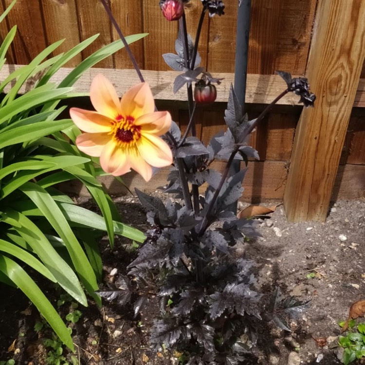 Plant image Dahlia 'Bishop's Children'