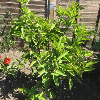 Seville Orange Tree