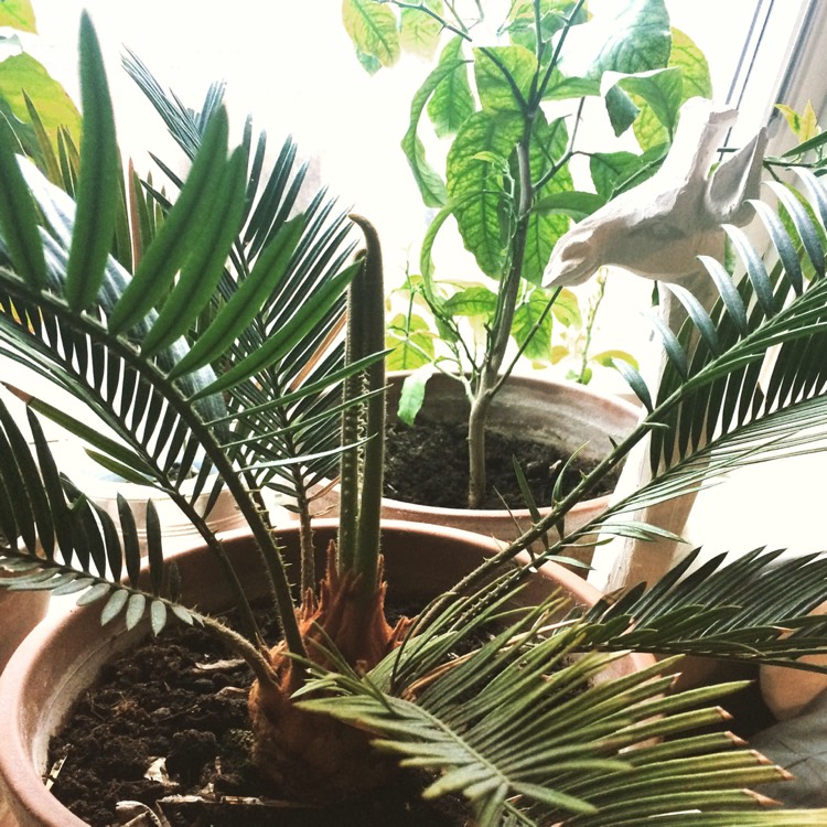 plant image 390565