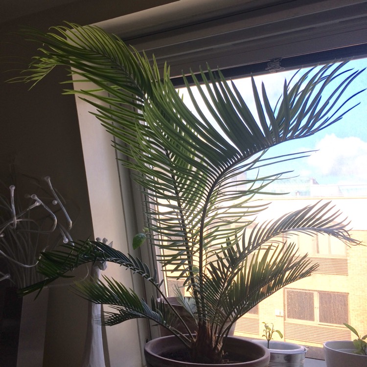 plant image 399546