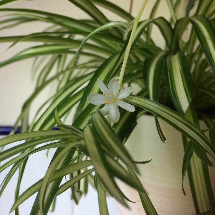 Plant image Chlorophytum viridescens 'Hawaiian'