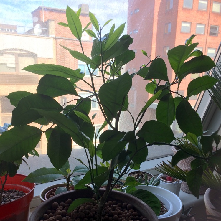 plant image 459112