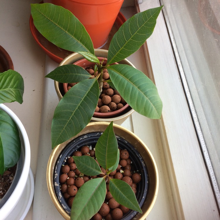 plant image 459115 plant image 459115