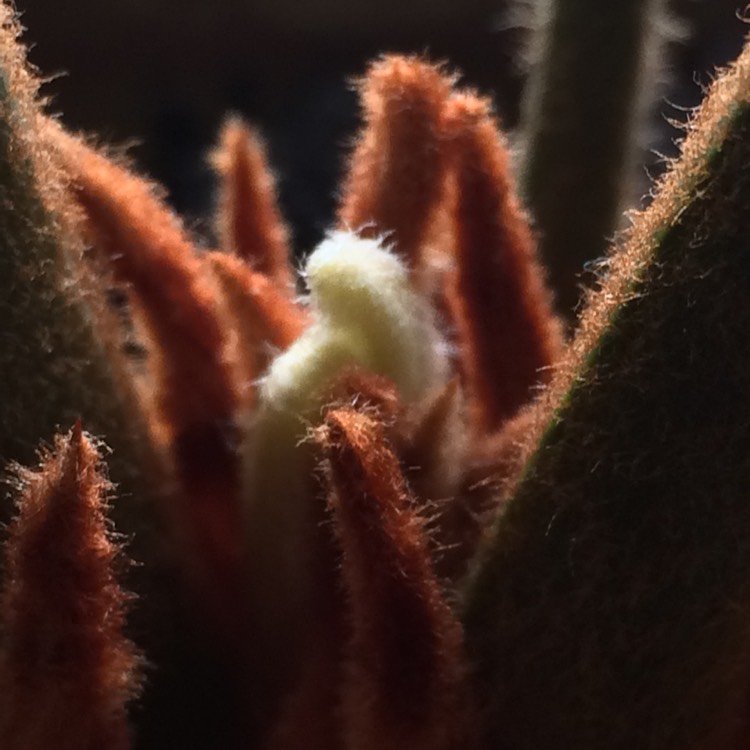 Plant image Cycas