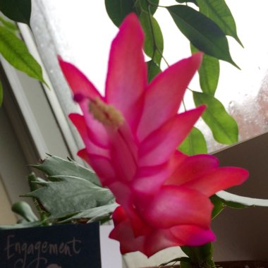 Christmas Cactus