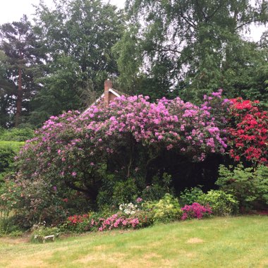 Katie's garden