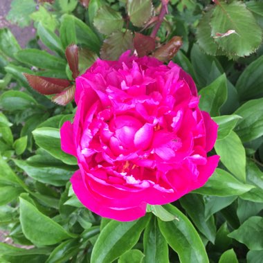 Katie's garden