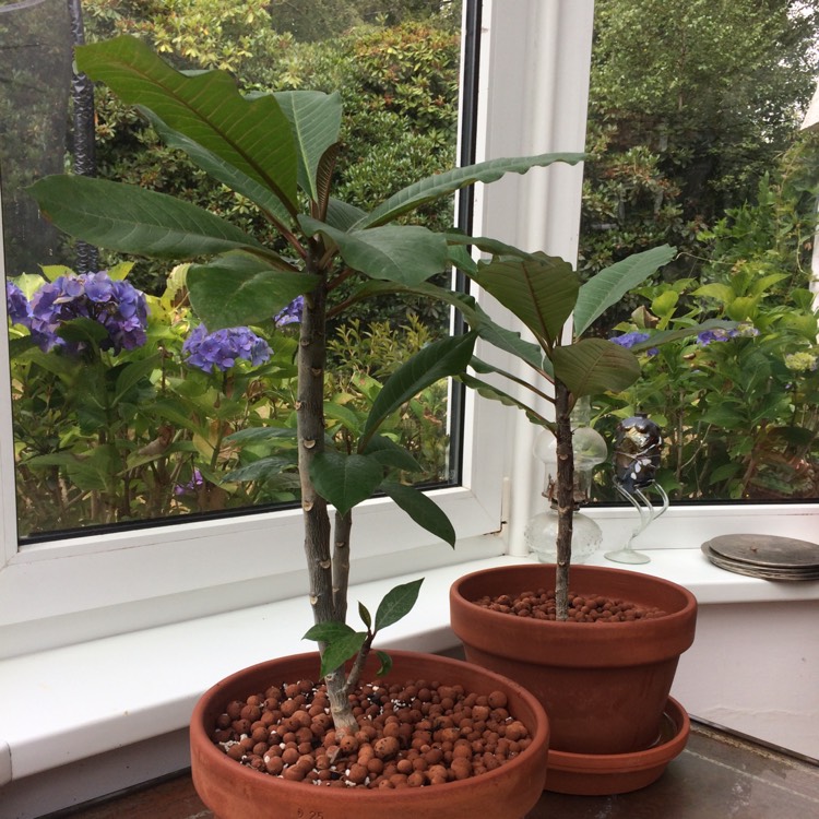 plant image 800853 plant image 800853