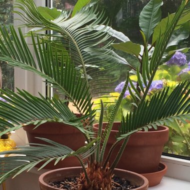 Sago Palm