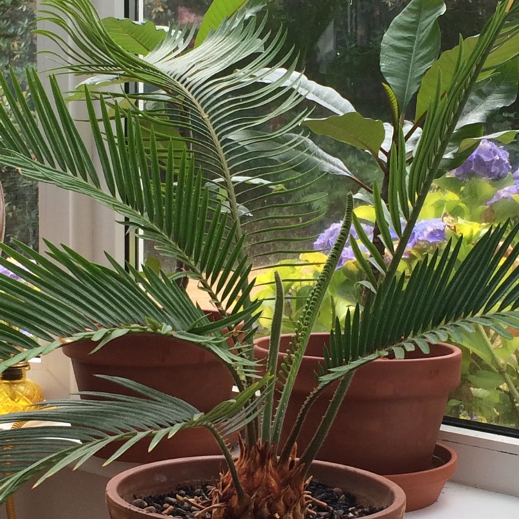 plant image 800854