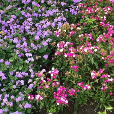 Katie's garden