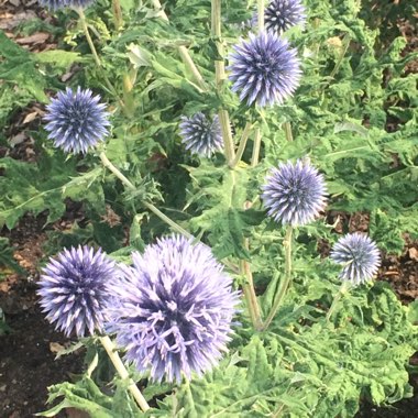 Katie's garden
