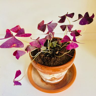 Oxalis Triangularis