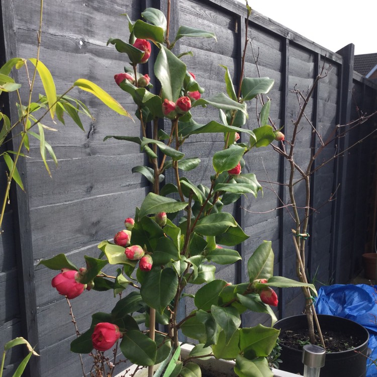 Plant image Camellia japonica 'Doctor King'