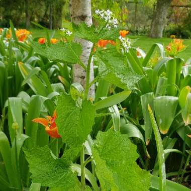David's garden