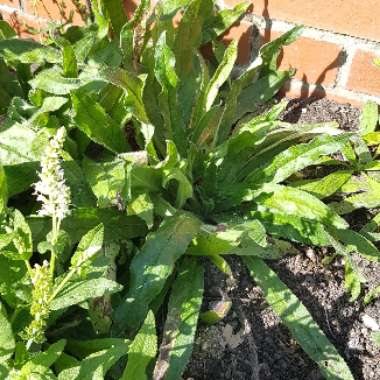 David's garden