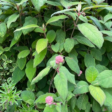 David's garden