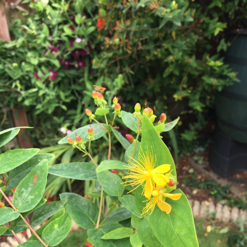 St Johns Wort