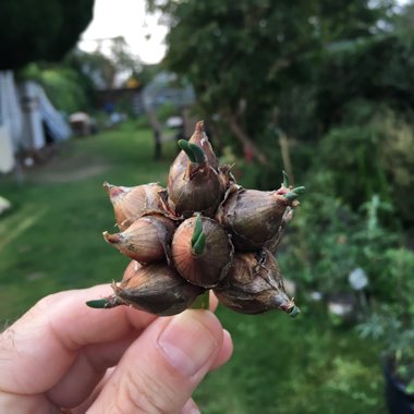 David's garden