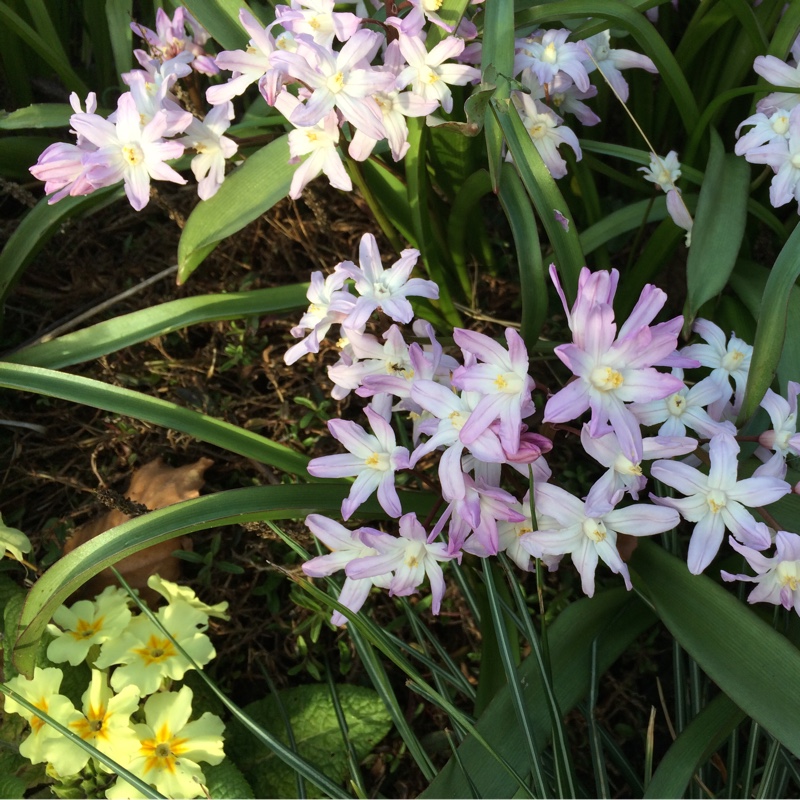 Plant image Chionodoxa forbesii 'Pink Giant' syn. Scilla forbesii 'Pink Giant'