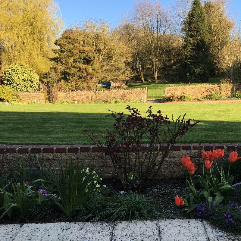 David's garden
