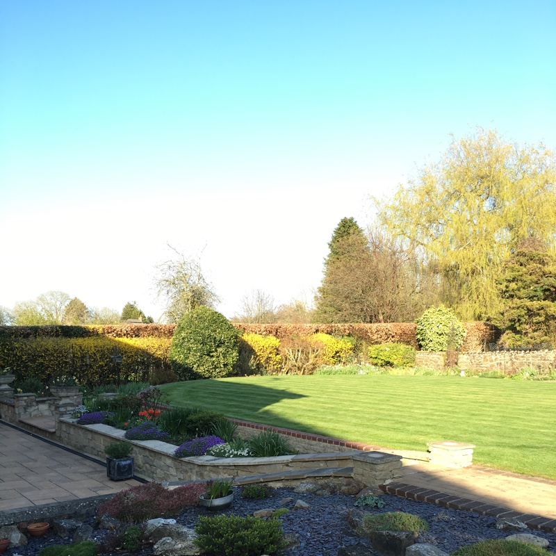 David's garden