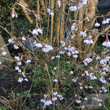 David's garden