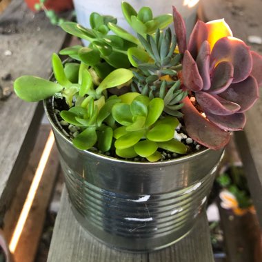 Joanna's garden