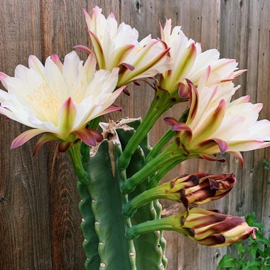 Joanna's garden