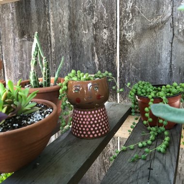 Joanna's garden