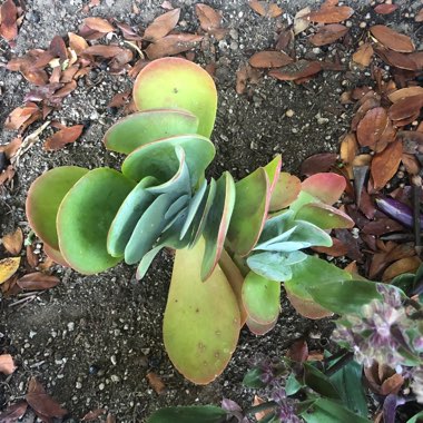 Joanna's garden