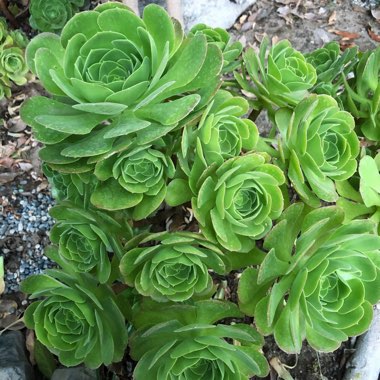 Joanna's garden