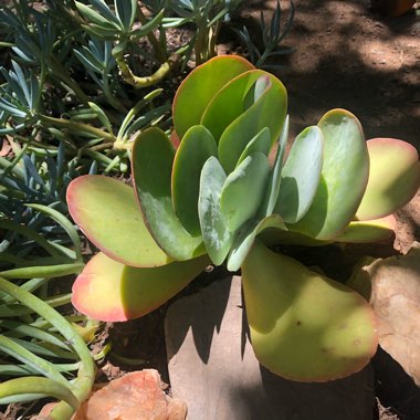 Joanna's garden