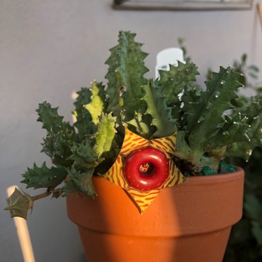 Joanna's garden
