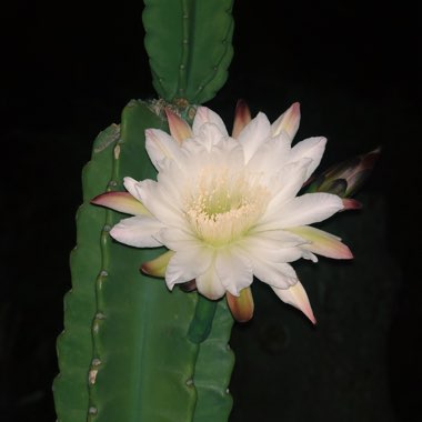 Joanna's garden