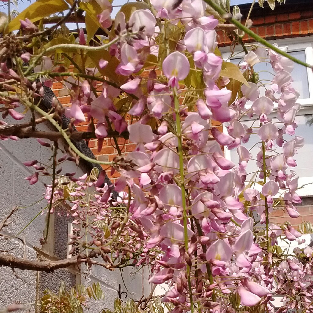 Chinese Wisteria