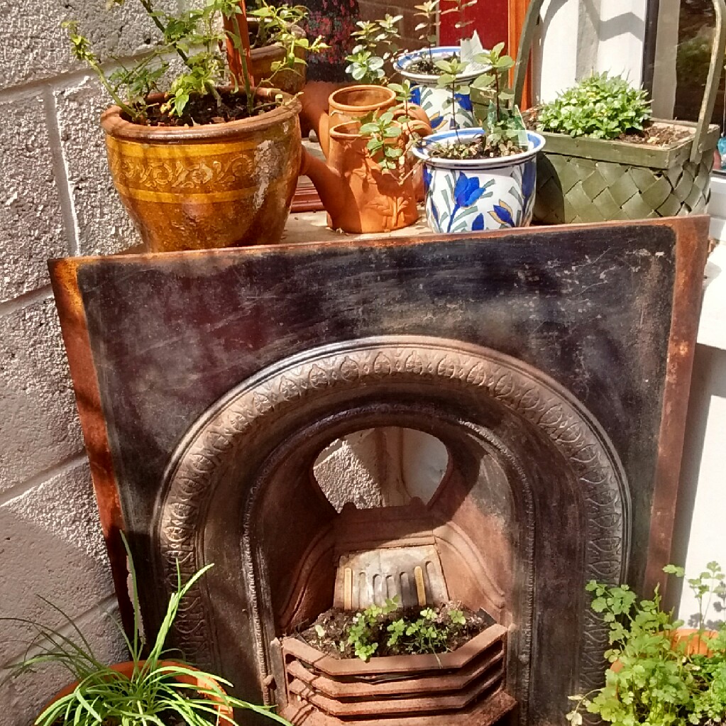 Jules's garden