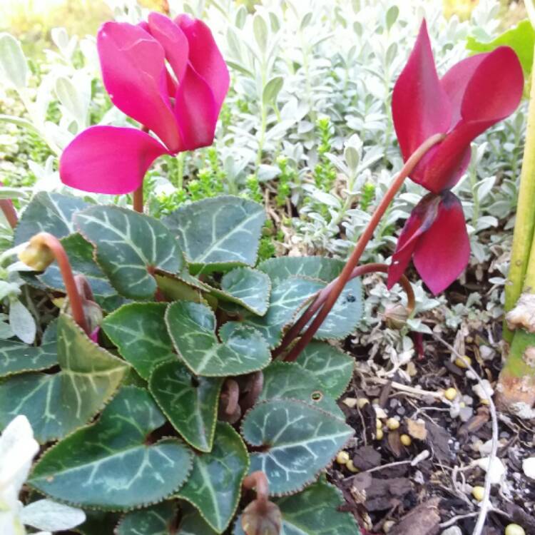 Plant image Cyclamen 'Latinia Wine Red' (Latinia Series)
