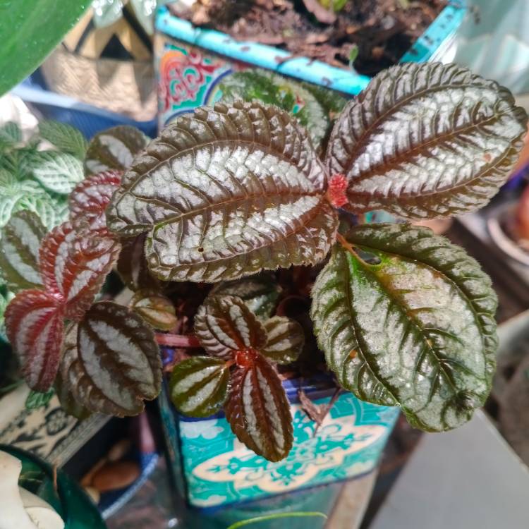 Plant image Pilea involucrata 'Norfolk'