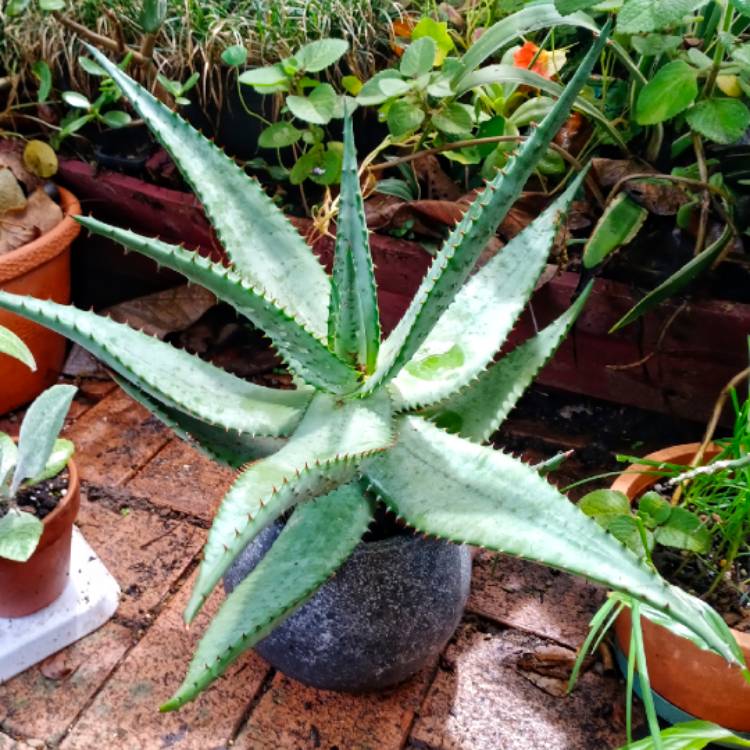 Plant image Aloe ferox