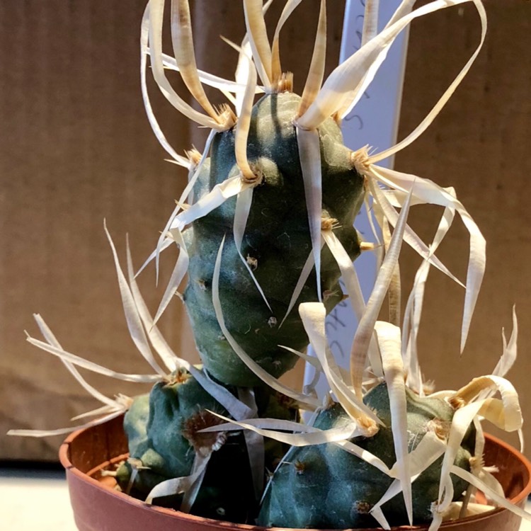 plant image 1350737