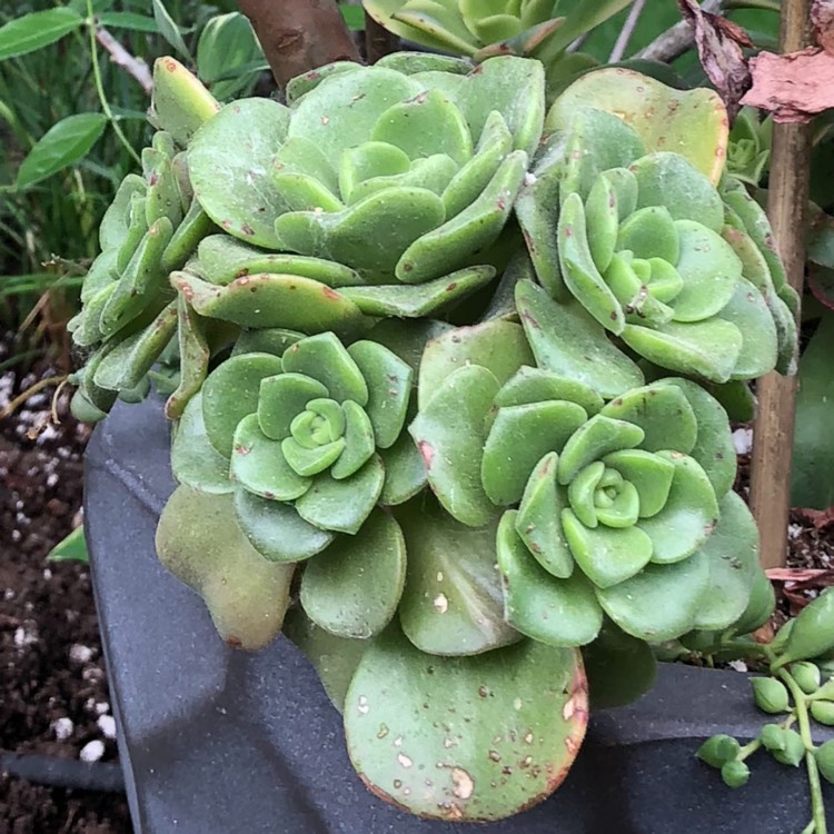 plant image 1350795