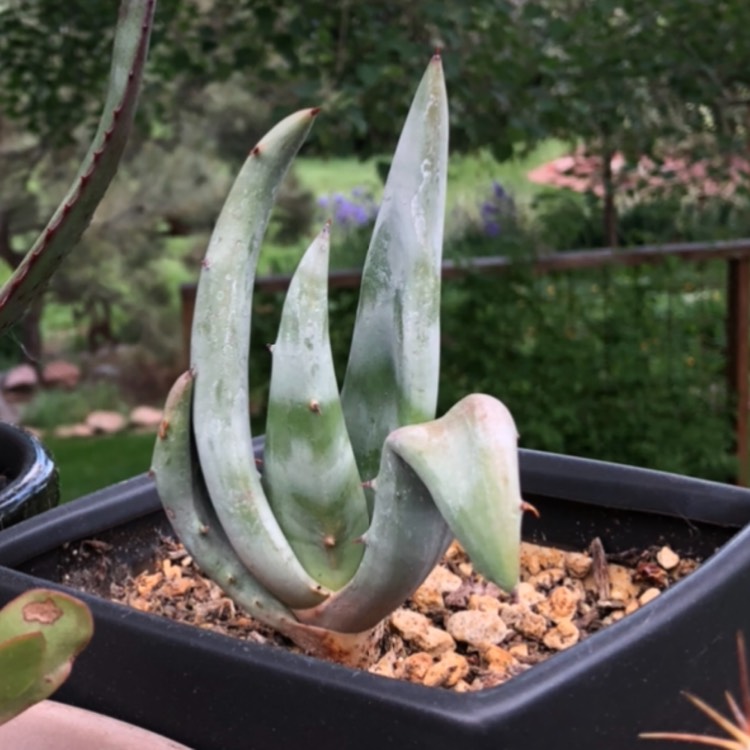 plant image 1350797 plant image 1350797