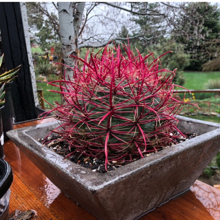 Plant image Ferocactus gracilis