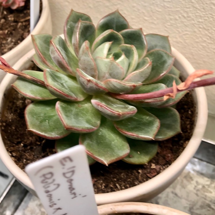 plant image 1366962