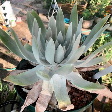 Dudleya brittonii