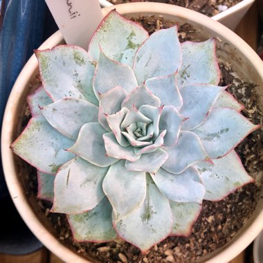 Echeveria lonzanii
