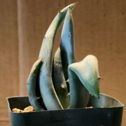 plant image 1373019 plant image 1373019